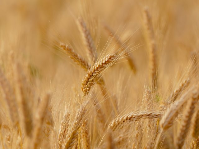 wheat-3241114_1920-640x480.jpg